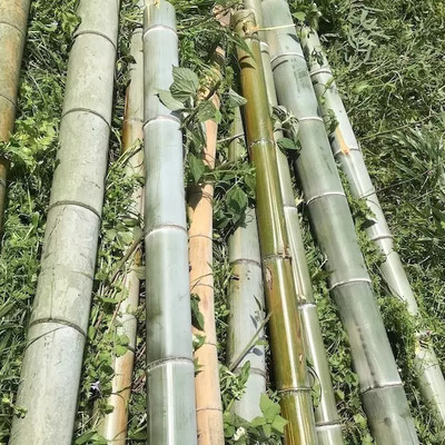 竹炭