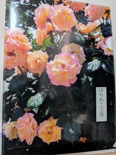 橙（バラ）クリアファイル