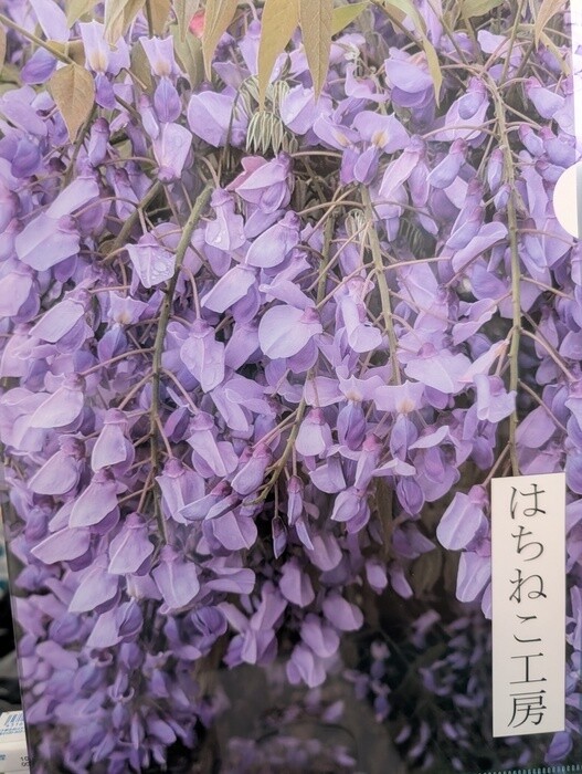 藤の花（クリアファイル）